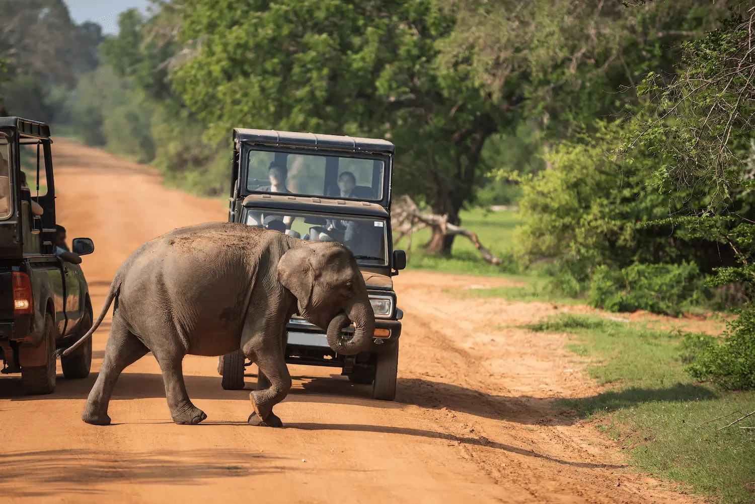 Private safari jeep at Yala