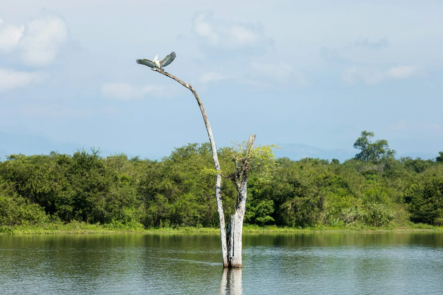 Kaudulla Safari
