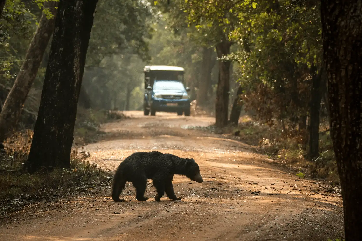 Wilpattu Safari