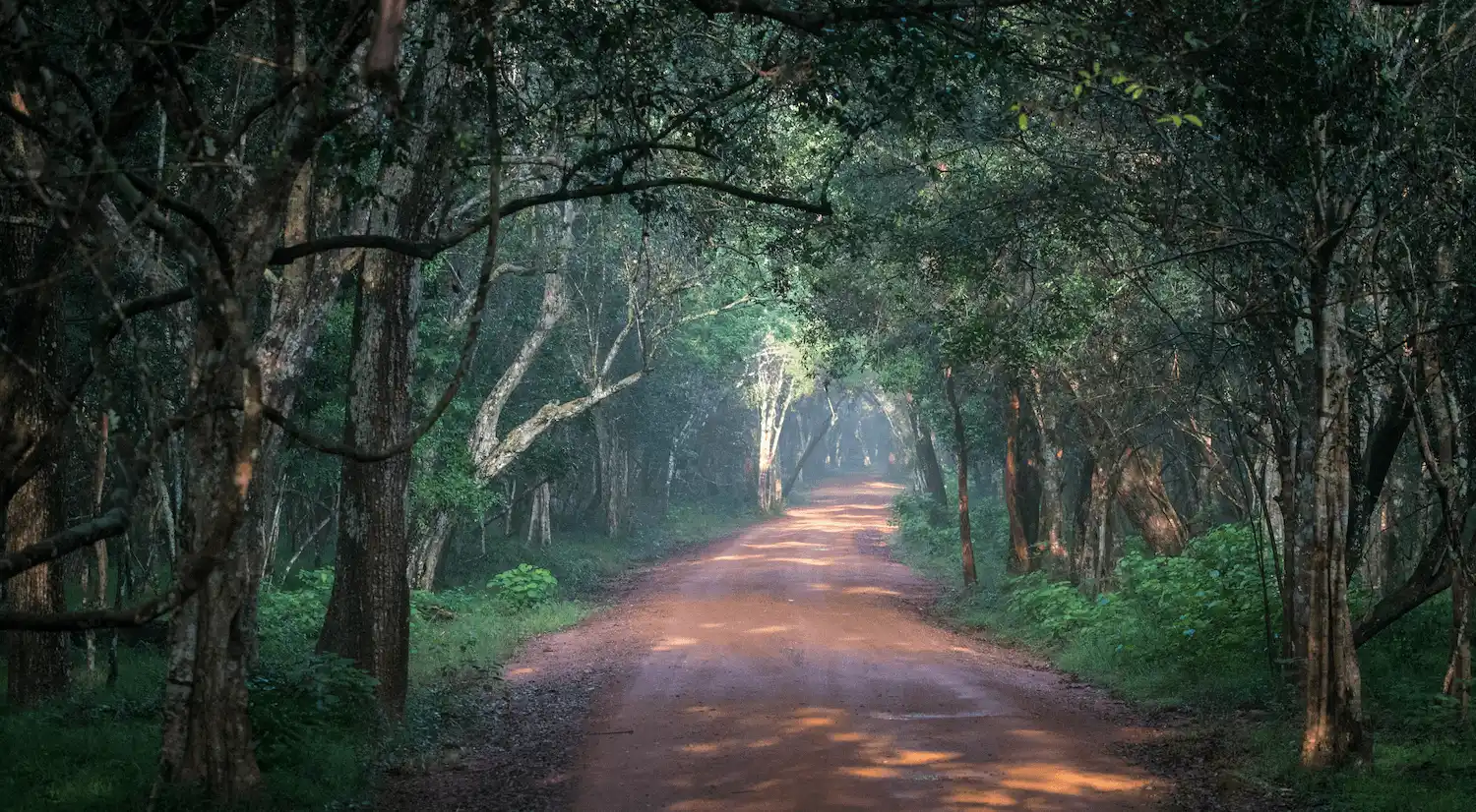 Wilpattu Safari