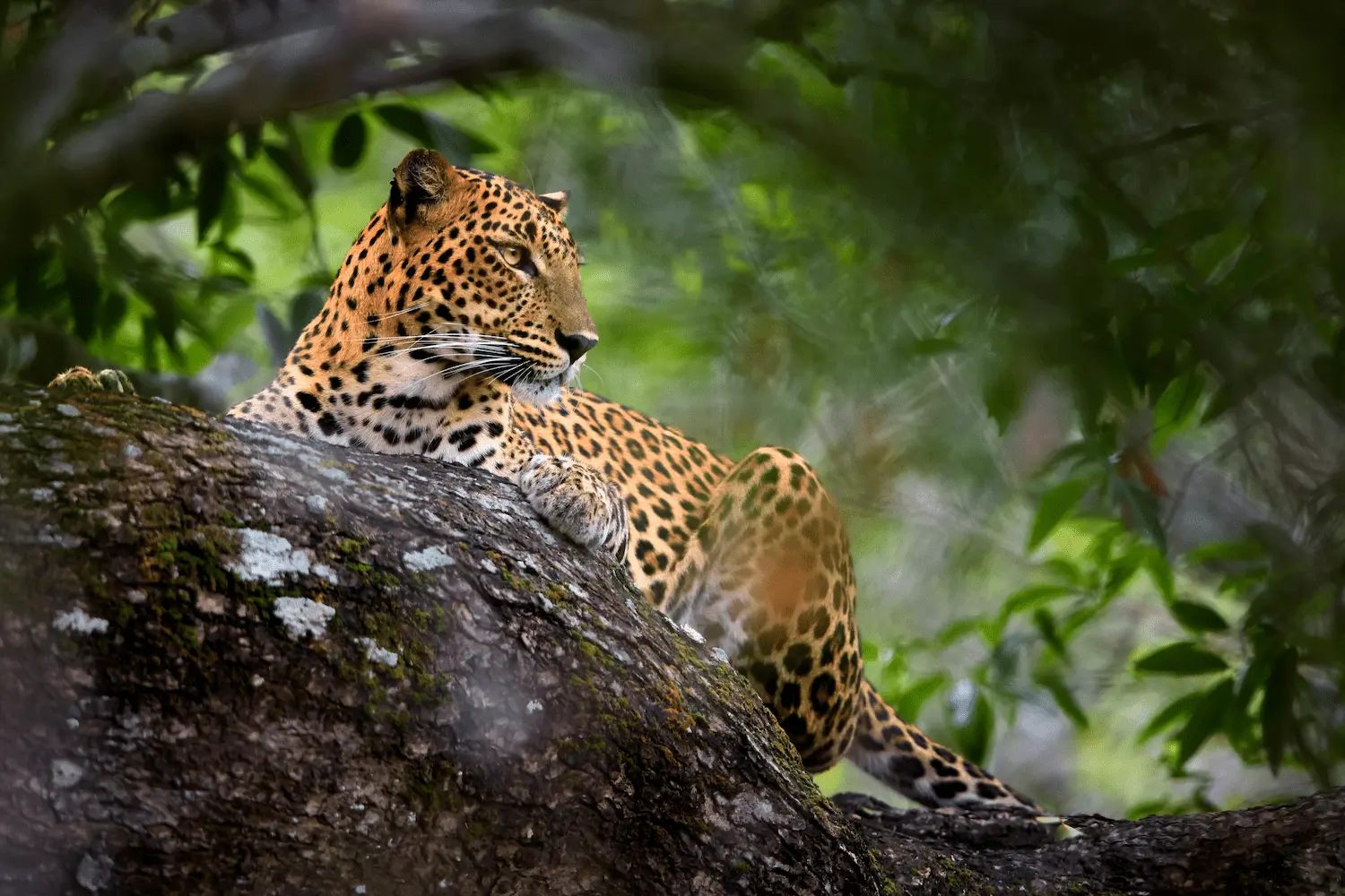 Yala Safari