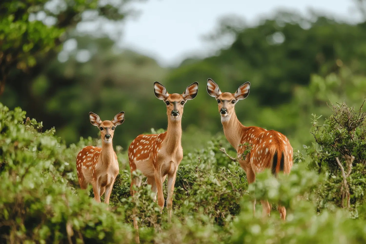 Yala Safari