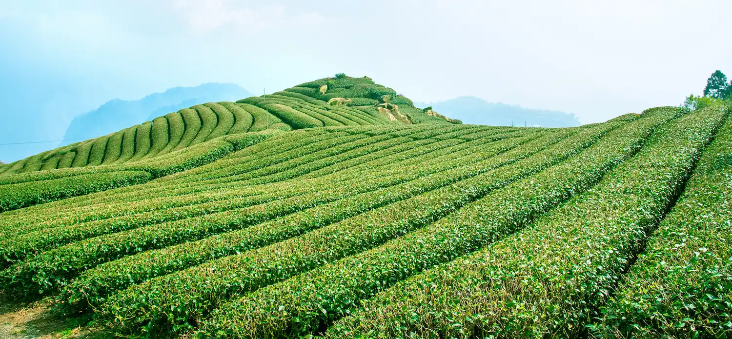 Nuwara Eliya