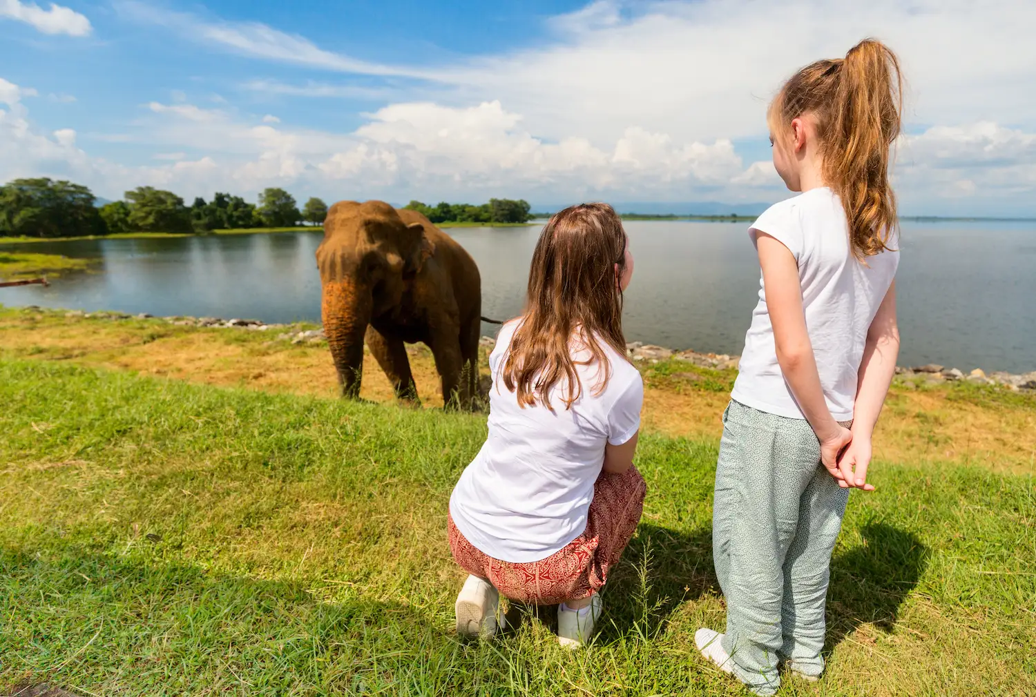 Udawalawe Elephants