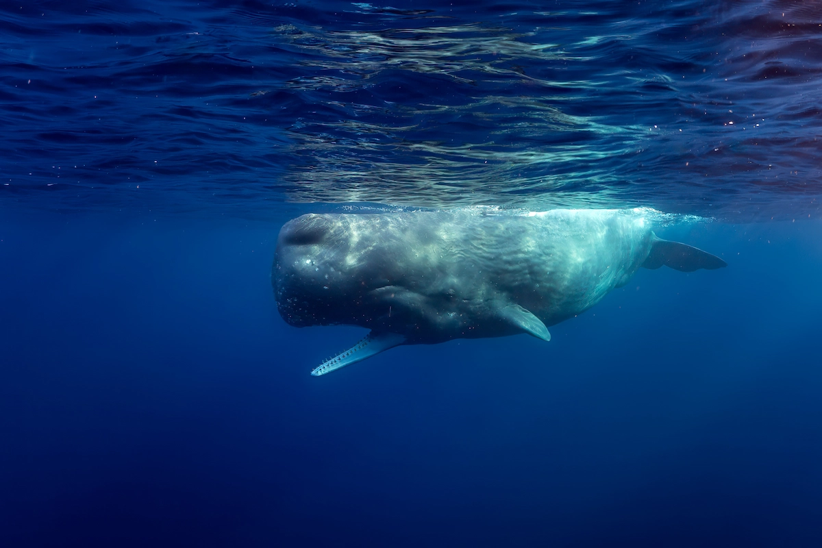 Whale Watching