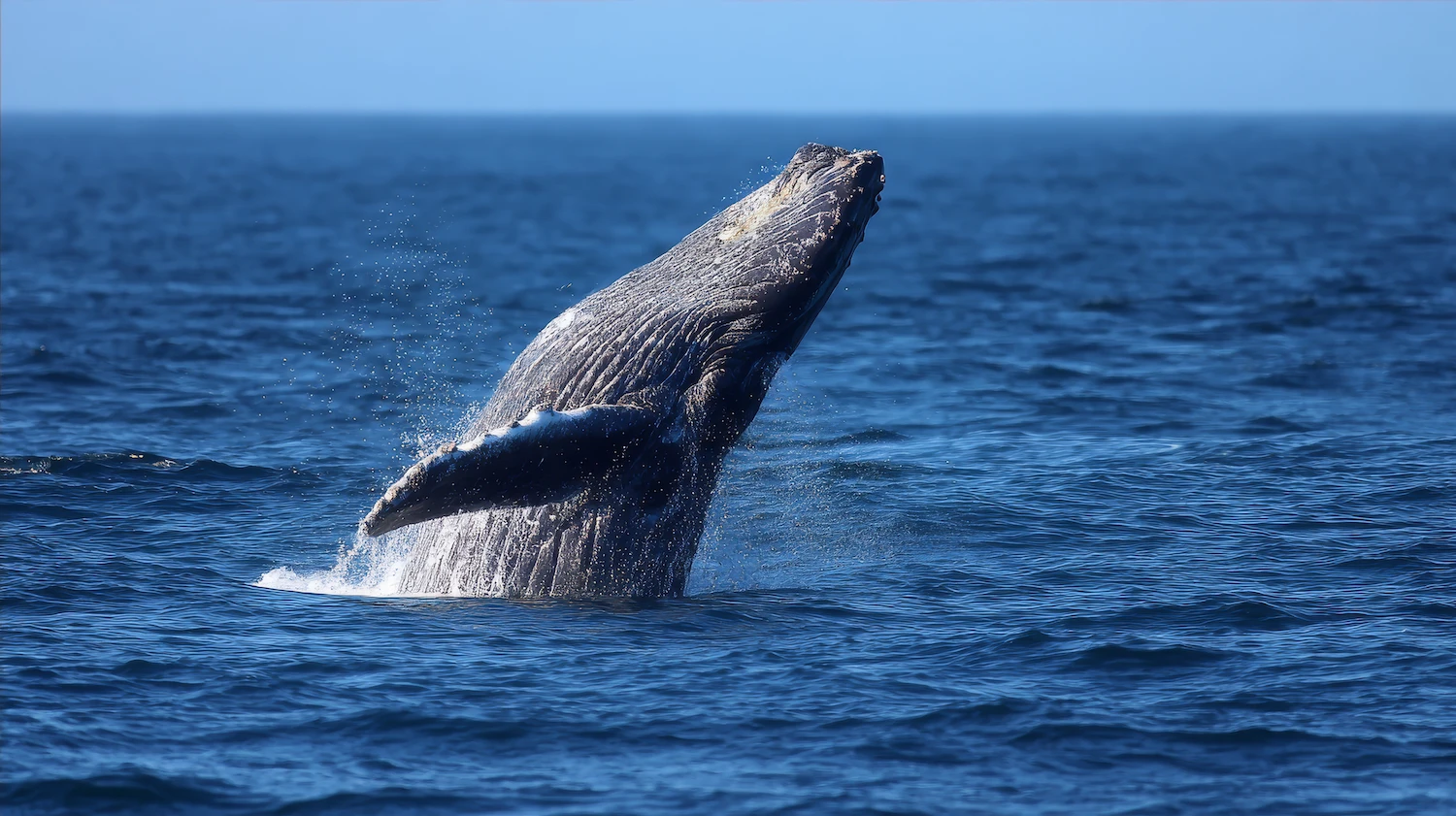 Whale Watching Mirissa