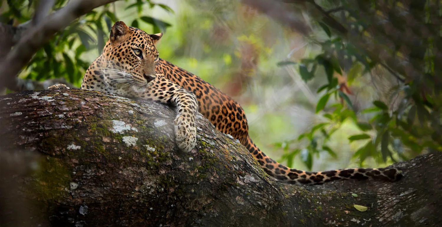 Wilpattu National Park