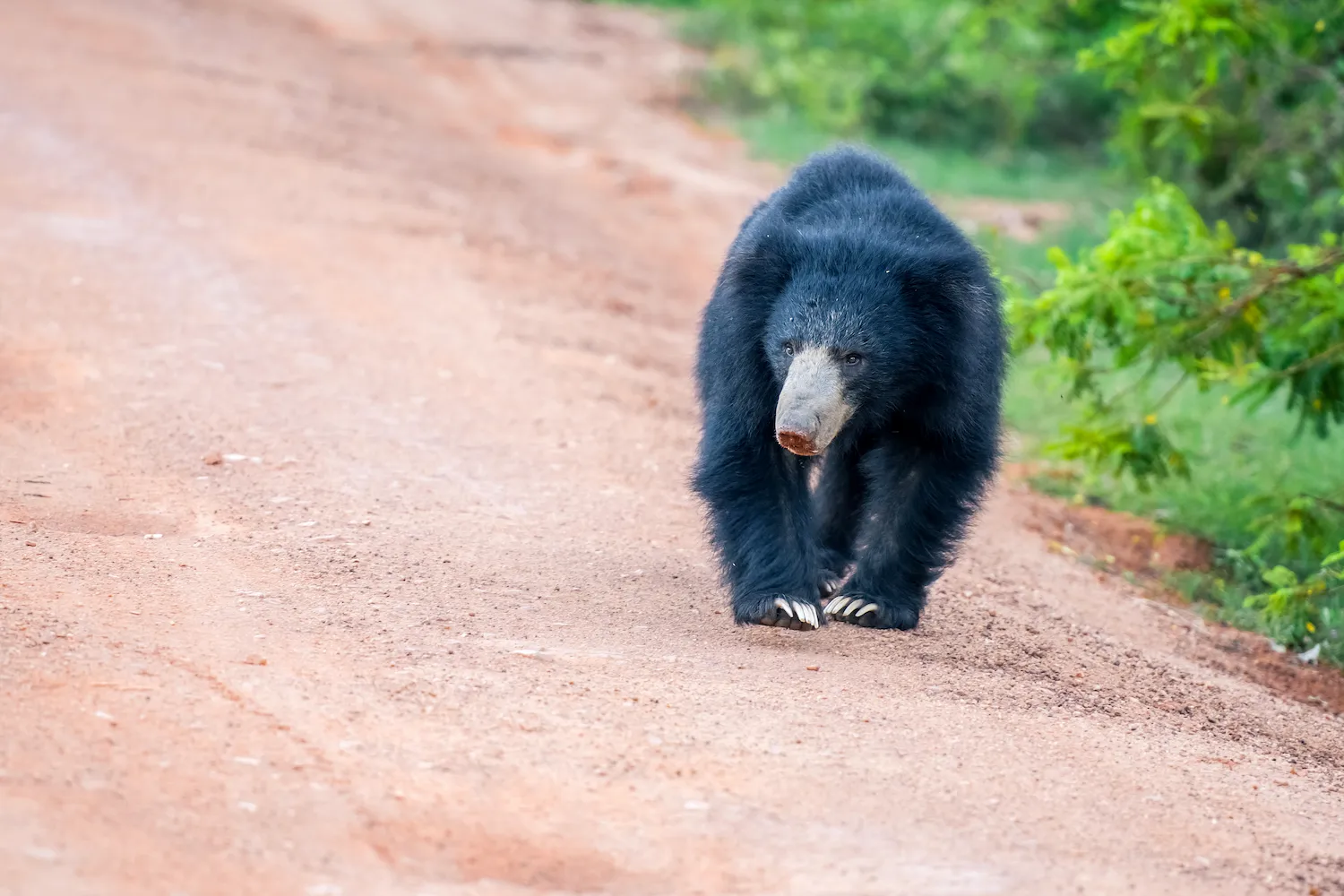 Wilpattu Safari