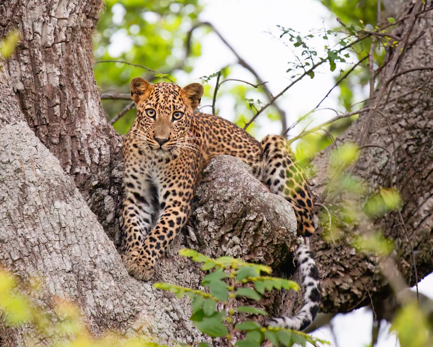 Ella Scenic View