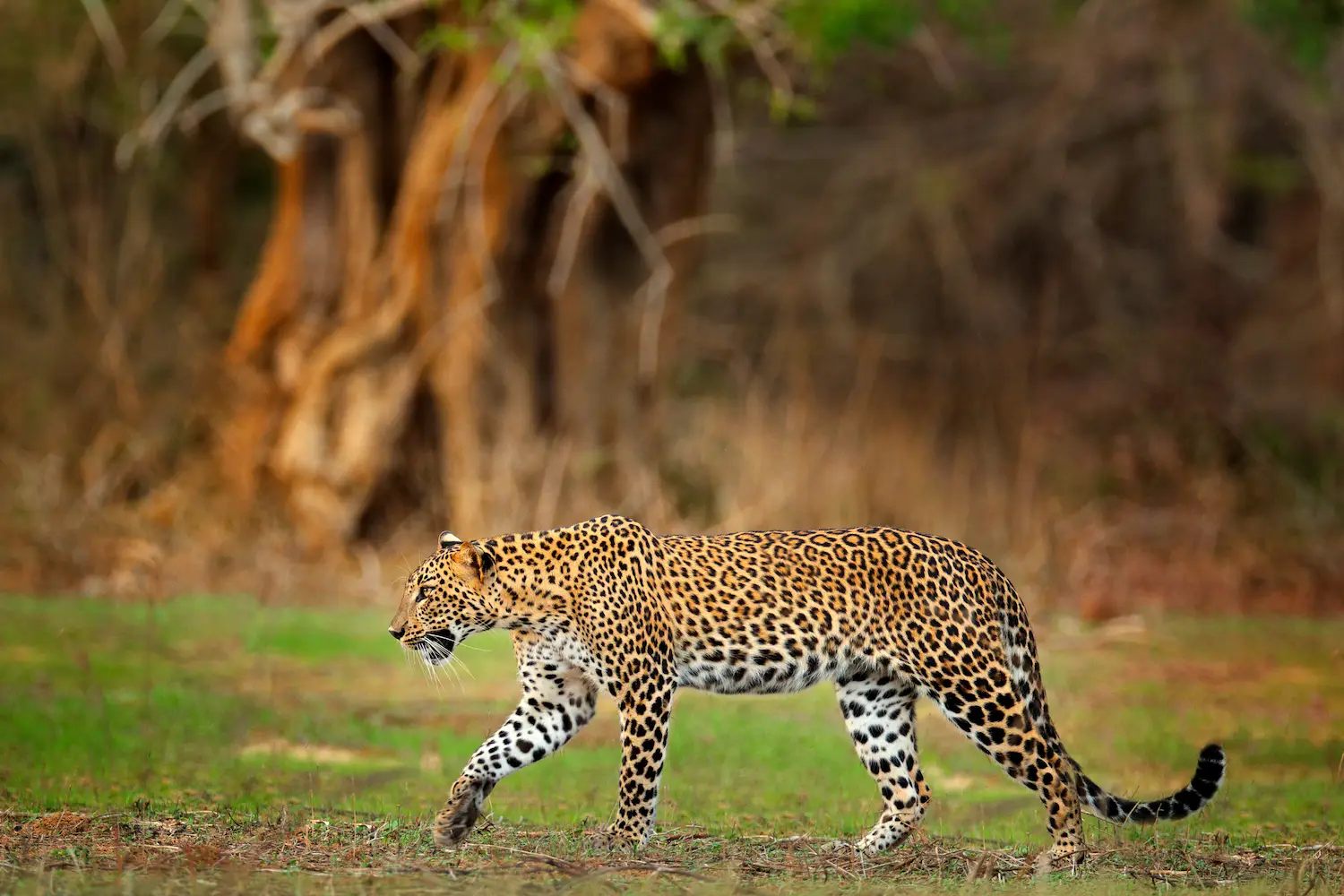 Yala Safari