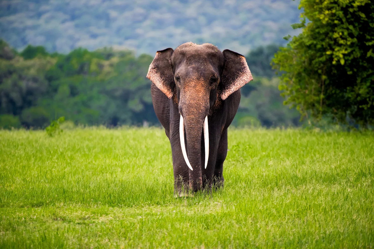 Wild Elephant Herd