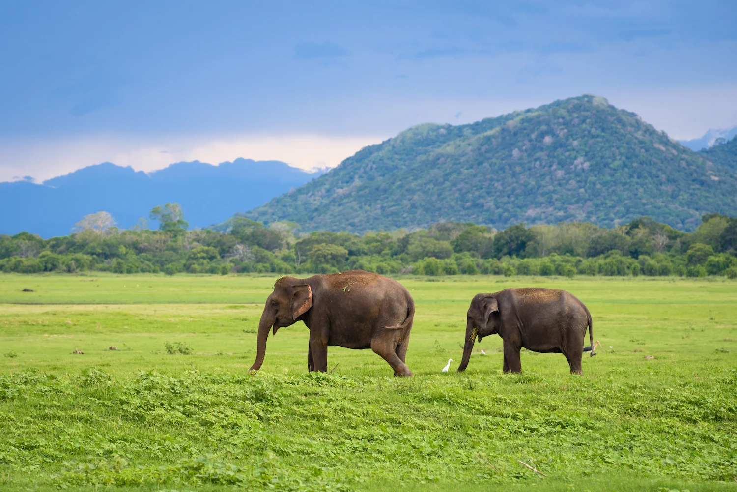 Wilpattu