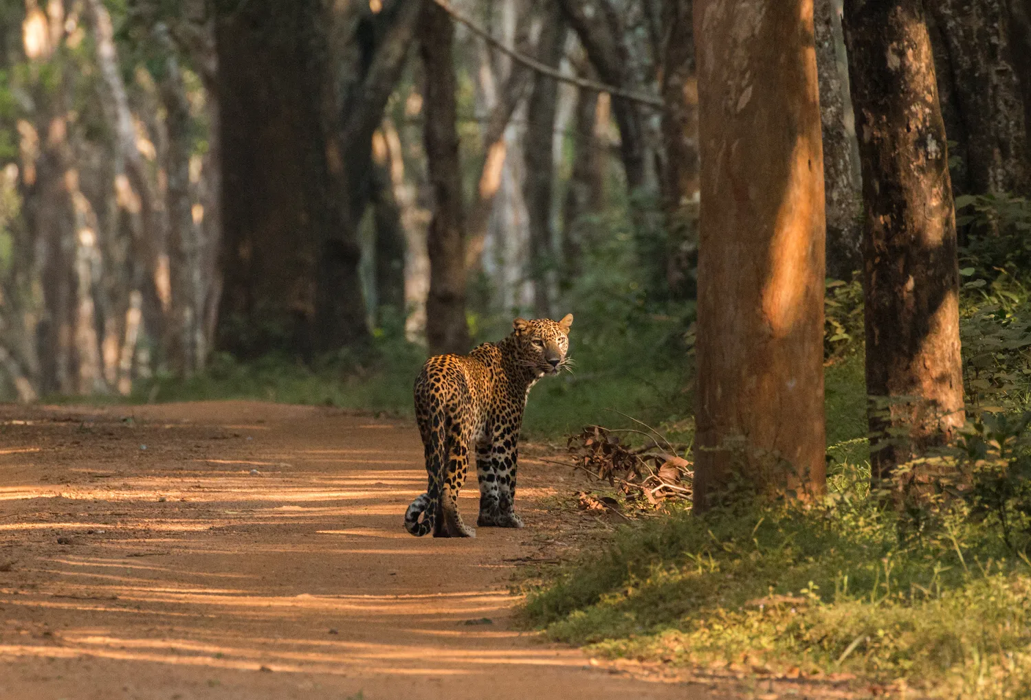 Yala Leopard