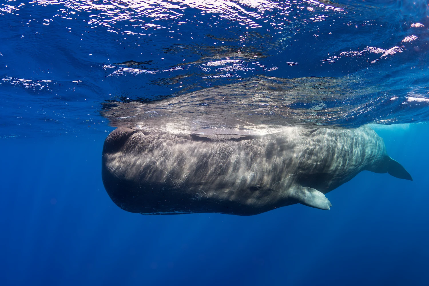 Whale
