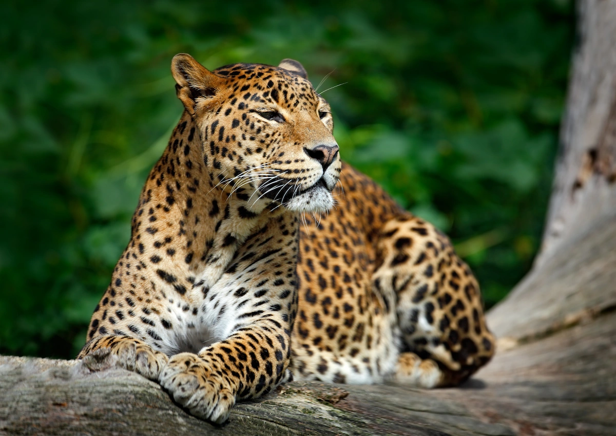 Wildlife & Nature